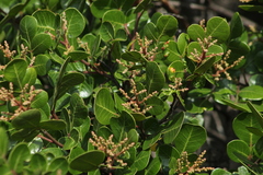 Rhus virens