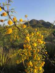 Vachellia vernicosa