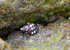 Acanthais brevidentata