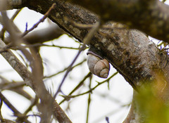 Porphyrobaphe iostoma