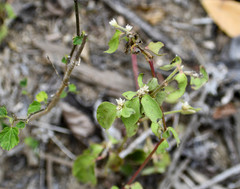 Alternanthera pubiflora