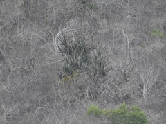 Armatocereus cartwrightianus