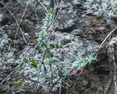 Galvezia lanceolata