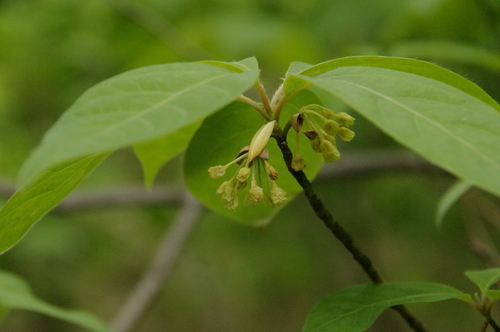 Image of Lindera umbellata by (c) Eric Knight, some rights reserved (CC BY)
