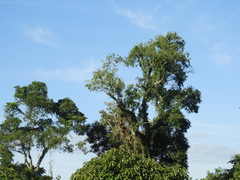 Aspidosperma polyneuron