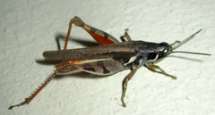 Catantops melanostictus