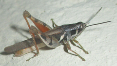 Catantops melanostictus