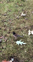 Junco