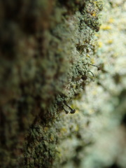 Chaenotheca trichialis