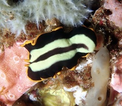 Pseudoceros dimidiatus