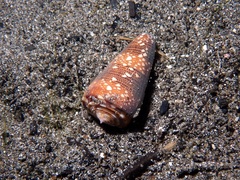 Conus nobilis