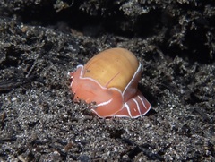 Naticarius orientalis