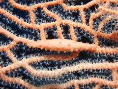 Pellasimnia annabelae