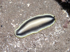 Pseudoceros paralaticlavus