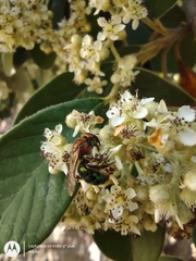 Augochloropsis tupacamaru