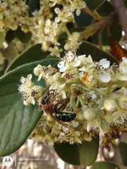 Augochloropsis tupacamaru