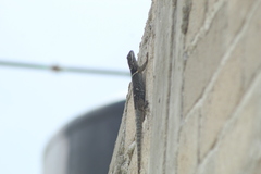Sceloporus aureolus