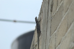 Sceloporus aureolus