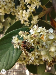 Augochloropsis tupacamaru