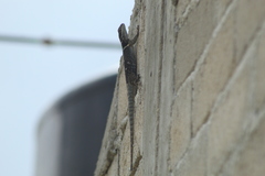 Sceloporus aureolus