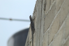 Sceloporus aureolus