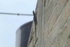 Sceloporus aureolus
