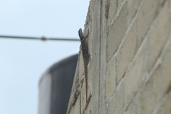 Sceloporus aureolus