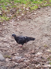 Columba livia domestica