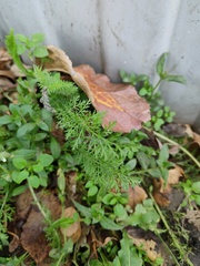 Achillea millefolium