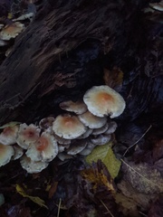 Fungi