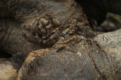 Placosternus erythropus