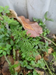 Achillea millefolium