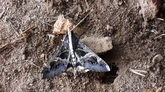 Sphingomorpha chlorea