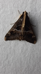 Sphingomorpha chlorea