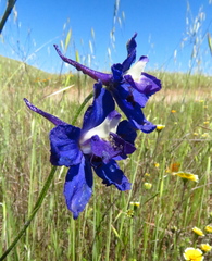 Delphinium variegatum variegatum