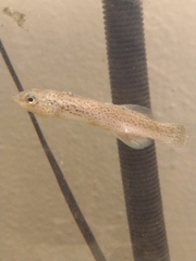 Fundulus stellifer