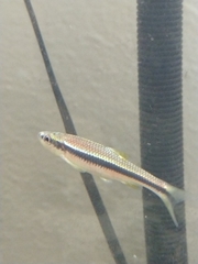 Notropis lutipinnis