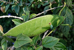 Zabalius ophthalmicus