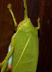 Zabalius ophthalmicus