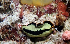 Pseudoceros dimidiatus