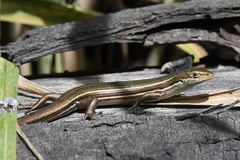 Pseudemoia rawlinsoni