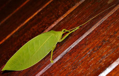 Zabalius ophthalmicus