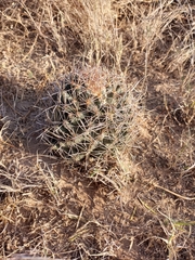 Coryphantha robustispina scheeri