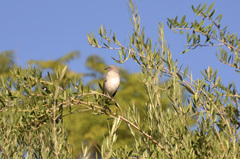 Mimus polyglottos