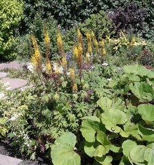 Ligularia przewalskii