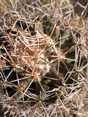 Coryphantha robustispina scheeri