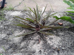 Eucomis vandermerwei