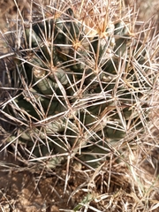 Coryphantha robustispina scheeri
