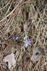 Anemonoides caucasica