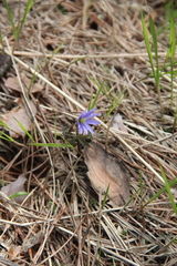 Anemonoides caucasica